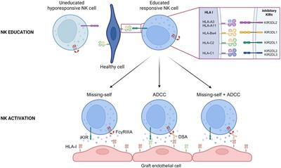 NK Cells: Not Just Followers But Also Initiators of Chronic Vascular Rejection